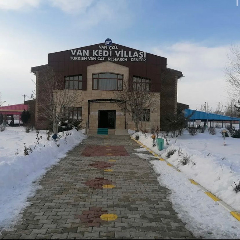 Üniversitenin Kedi Villasında yılın ilk yavruları