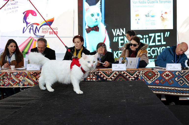 Üniversitenin Kedi Villasında yılın ilk yavruları