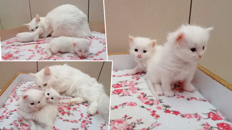Üniversitenin Kedi Villasında yılın ilk yavruları