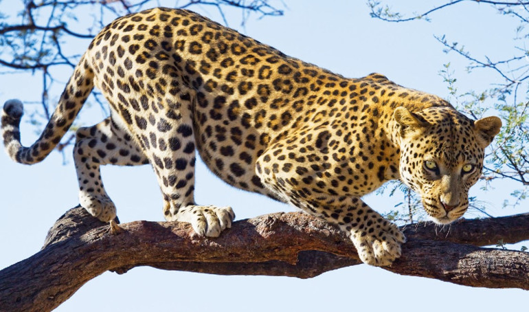 Doğada ne var ne yok