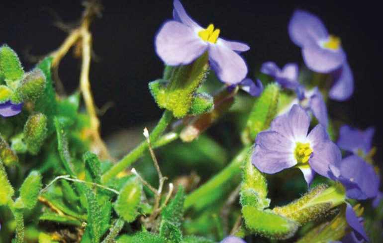 Doğada ne var ne yok