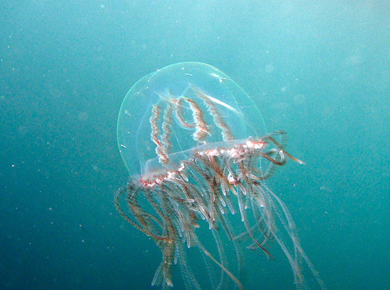 TÜDAV uyardı, işte tehlikeli denizanası türleri