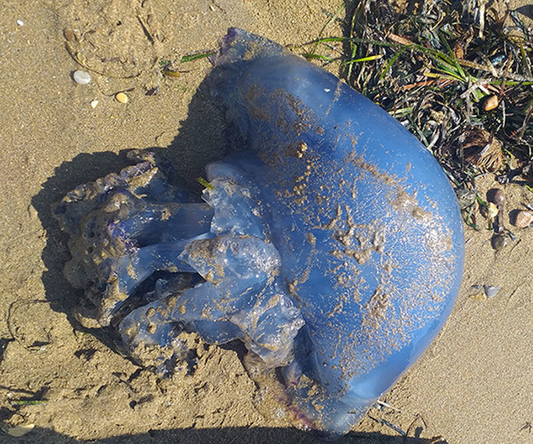 TÜDAV uyardı, işte tehlikeli denizanası türleri