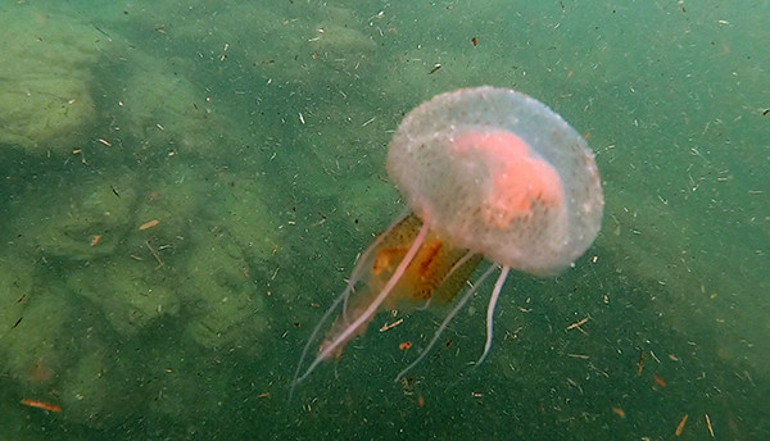 TÜDAV uyardı, işte tehlikeli denizanası türleri