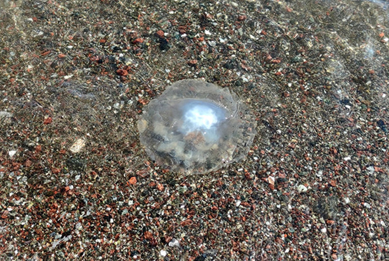 TÜDAV uyardı, işte tehlikeli denizanası türleri