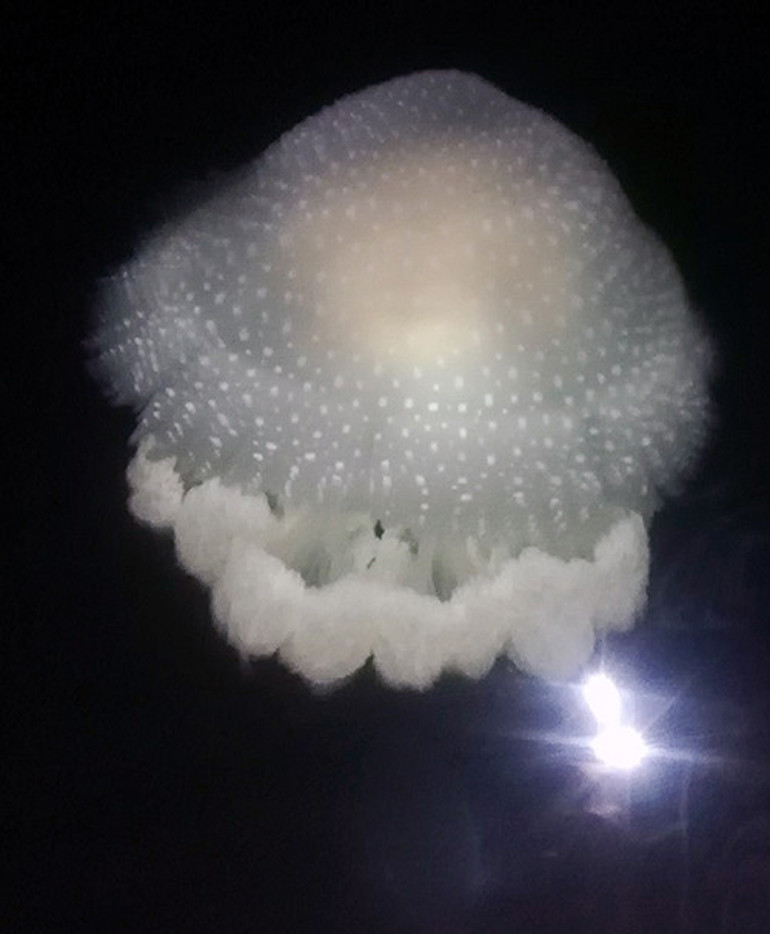 TÜDAV uyardı, işte tehlikeli denizanası türleri