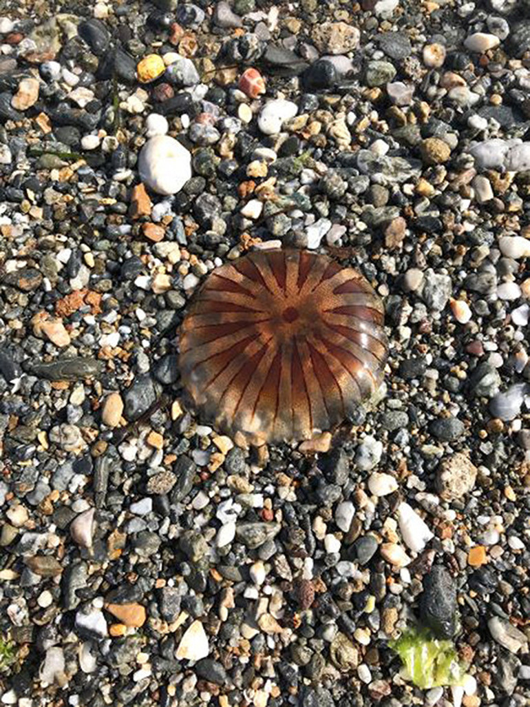 TÜDAV uyardı, işte tehlikeli denizanası türleri