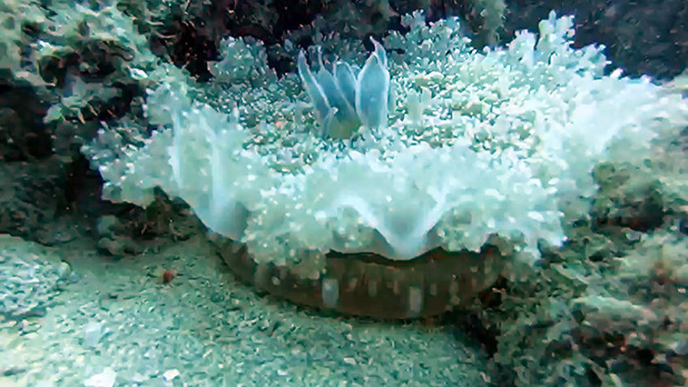 TÜDAV uyardı, işte tehlikeli denizanası türleri