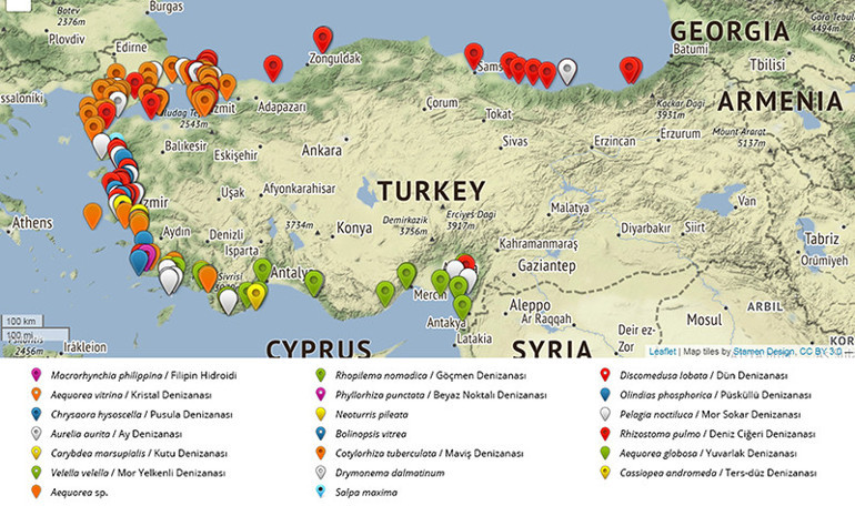 TÜDAV uyardı, işte tehlikeli denizanası türleri