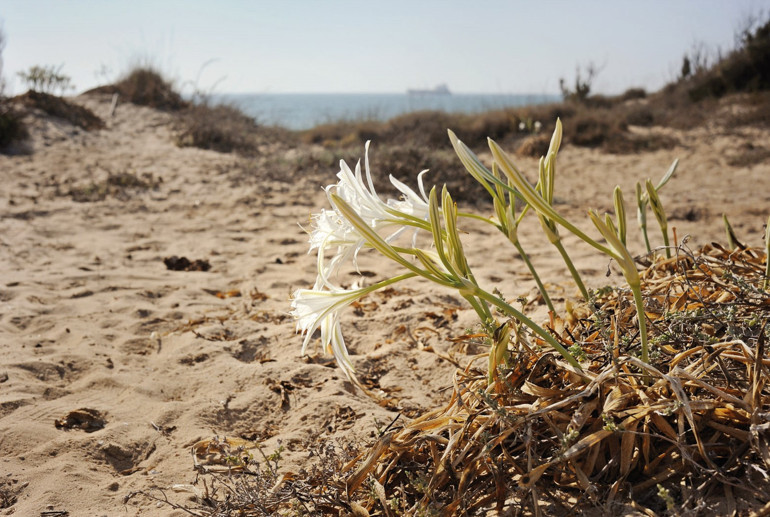 ‘Kanatlarımda İstanbul’u birlikte yaşayalım