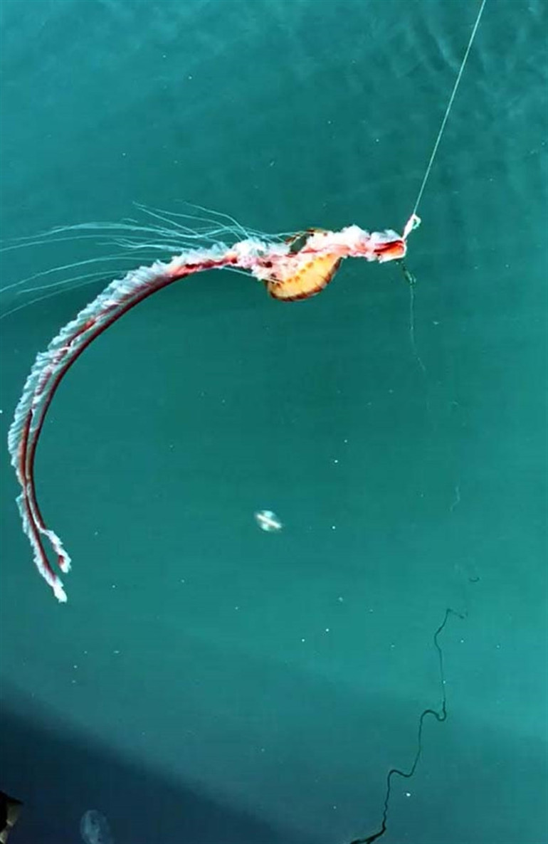 Çanakkale Boğazında zehirli denizanaları görüldü... Uzmanından kritik uyarı