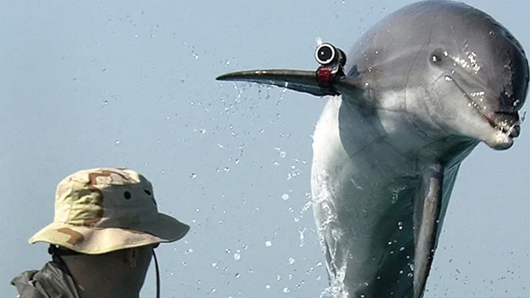 Uydu görüntüleri şaşırttı Rusya askeri yunusları devreye soktu...