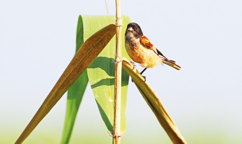 Tabiatın bize güzel haberleri var