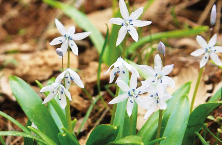 Tabiatın bize güzel haberleri var