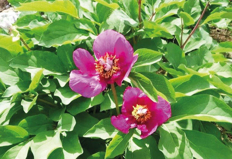 Tabiatın bize güzel haberleri var