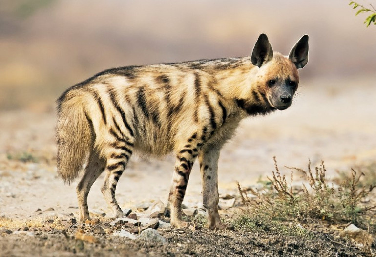 Tabiatın bize güzel haberleri var
