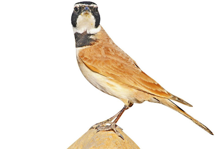 Tabiatın bize güzel haberleri var