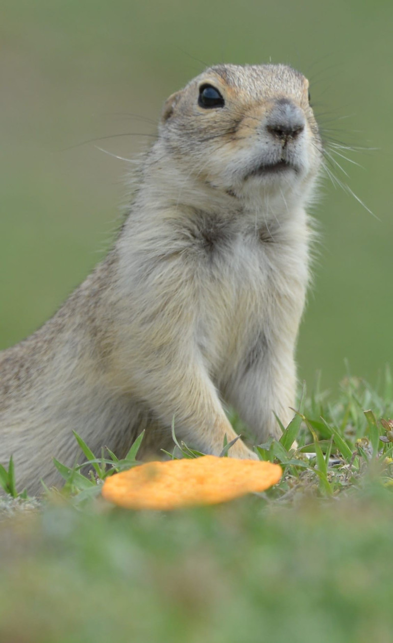 Kraker yiyen sincap böyle görüntülendi