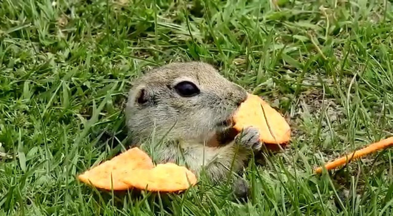 Kraker yiyen sincap böyle görüntülendi