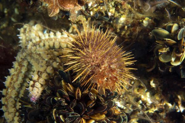 Marmarada deniz kestanesi avcılığı yeniden yasaklandı
