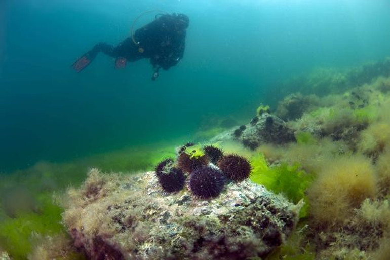Marmarada deniz kestanesi avcılığı yeniden yasaklandı