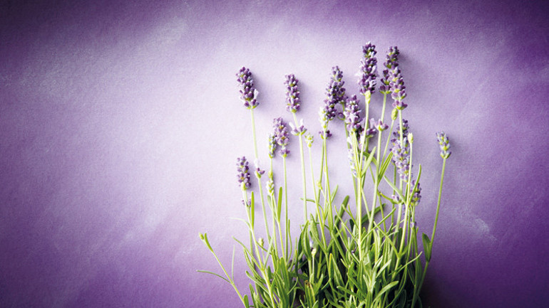 Lavanta kokan mutfaklar, sofralar...