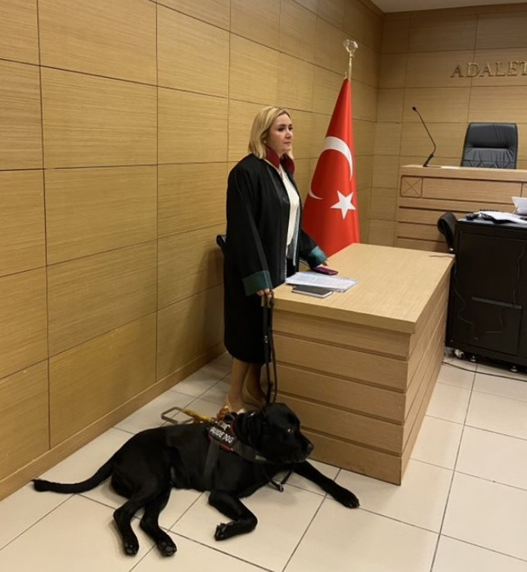 Rehber Köpekler görme engelli bireylerin yaşamını kolaylaştıyor