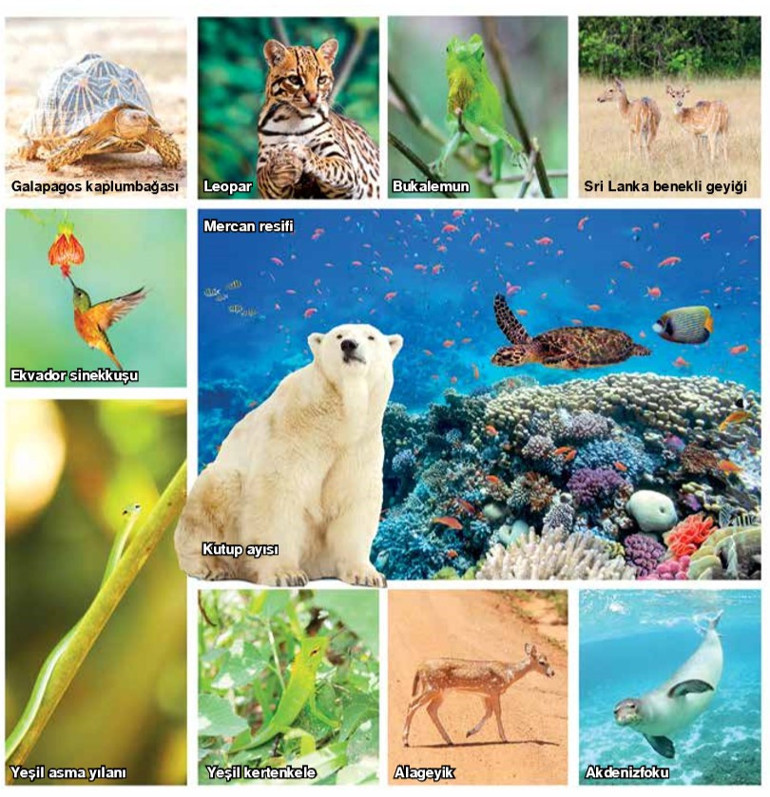 Çevremizdeki yaşamın  ne kadar farkındayız