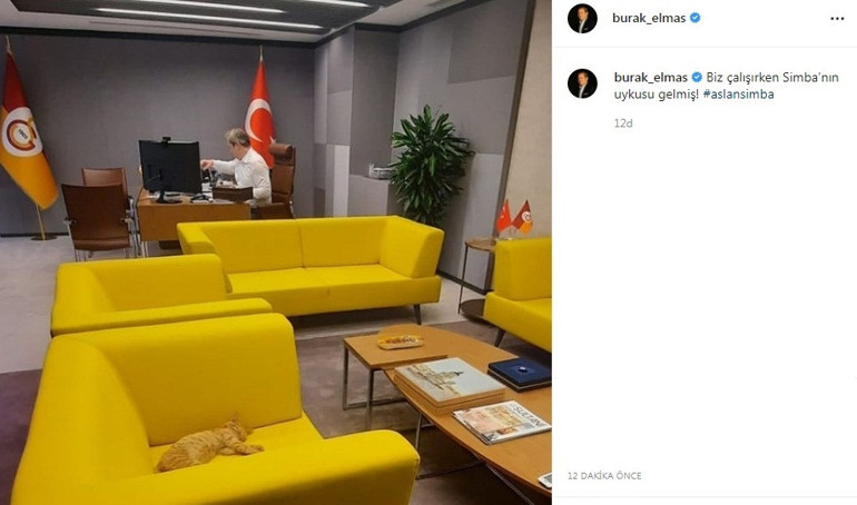 Son Dakika: Galatasarayda uğur denemeleri tutmadı Başkan Burak Elmasın sahiplendiği kedi Simba gönderildi...