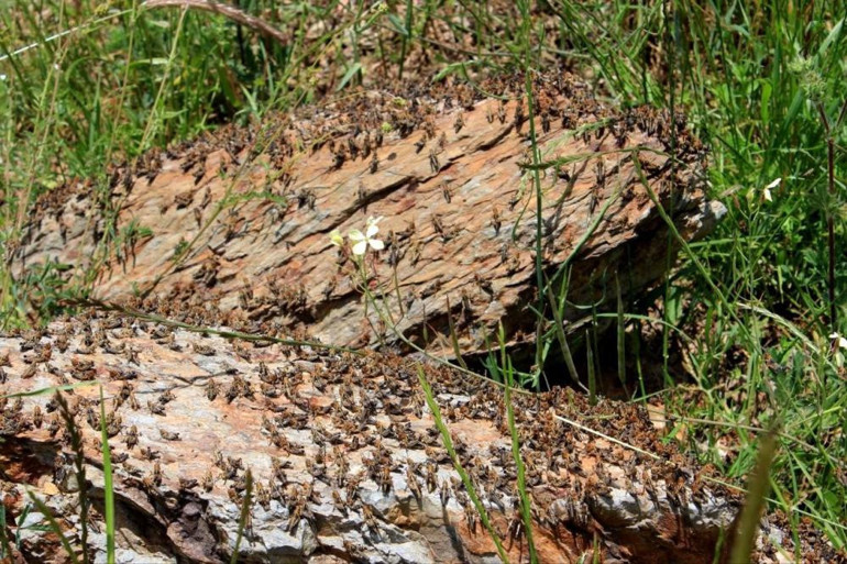 Çiftçinin korkulu rüyası oldu İlk defa böyle yoğun çekirgeyle karşılaştık