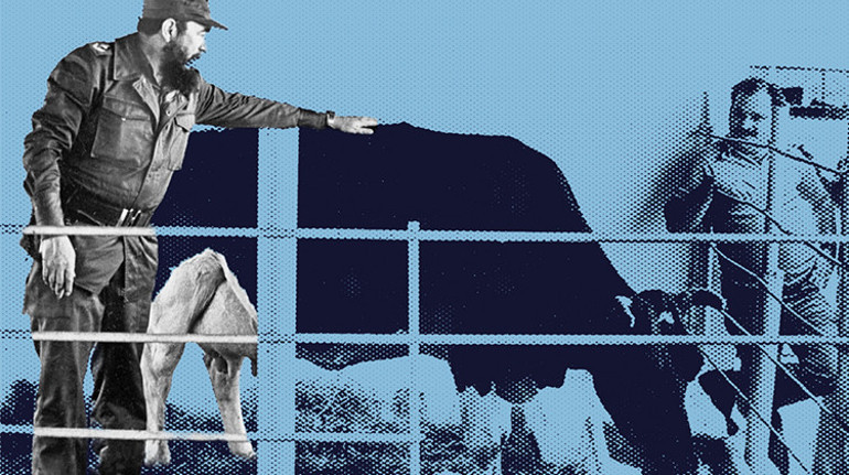 Süt Küba için her şey demekti Ama bugün...