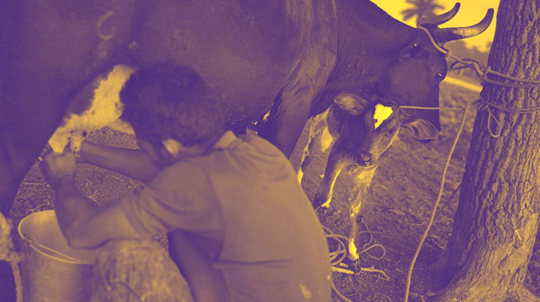 Süt Küba için her şey demekti Ama bugün...