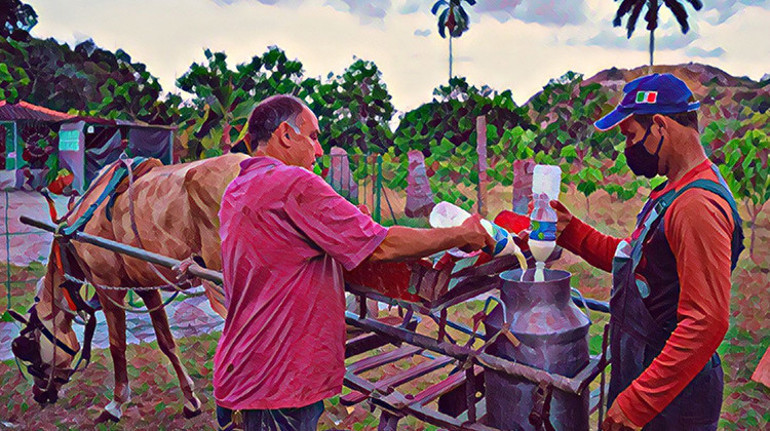 Süt Küba için her şey demekti Ama bugün...