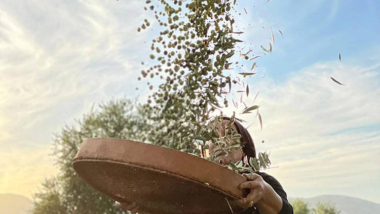 Kilis’ten zeytinyağı atağı