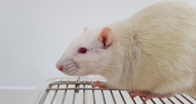 Bilim insanlarından flaş açıklama... İsveçte yeni bir koronavirüs keşfedildi