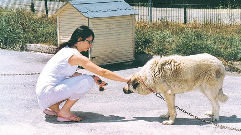 Erdoğan Beykoz ve Konya’yı örnek gösterdi: Barınaktan sahiplen destek al