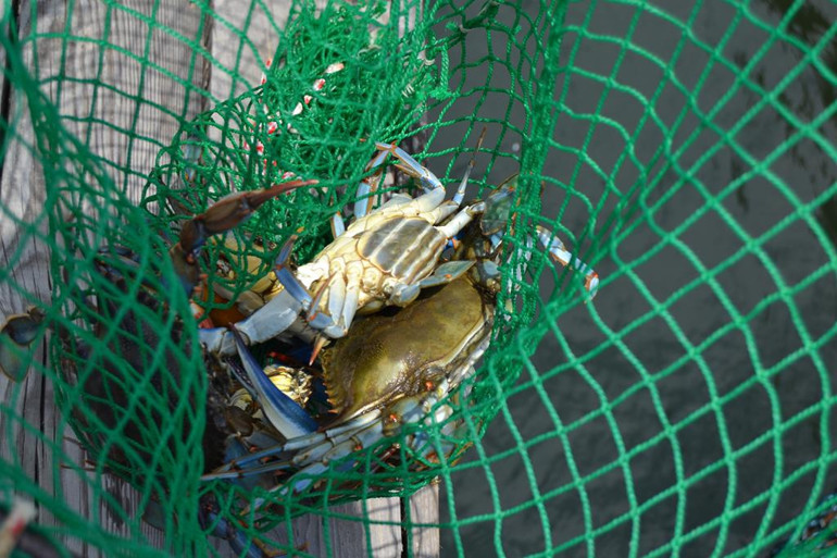 İngiliz geliyor siz de geliverin gari