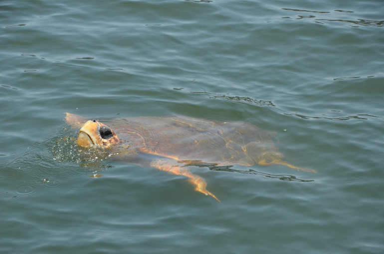İngiliz geliyor siz de geliverin gari