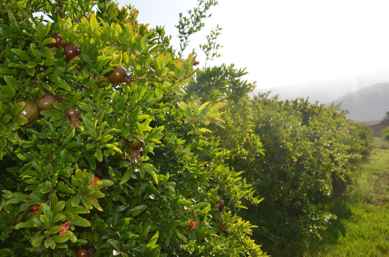 İngiliz geliyor siz de geliverin gari