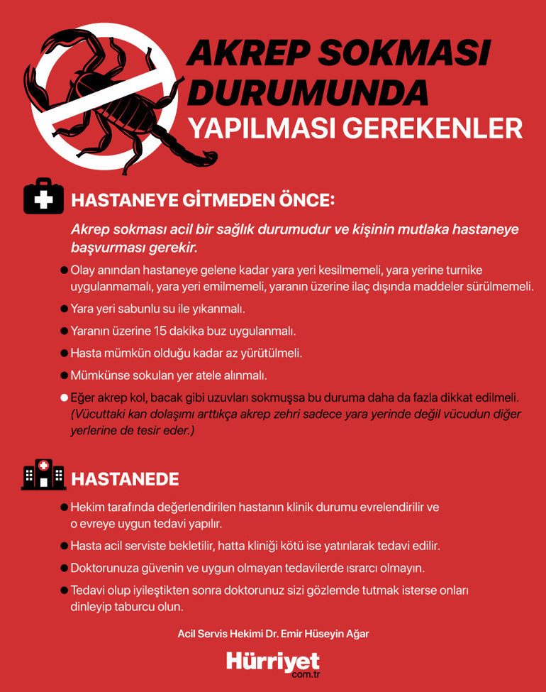 Düz duvara bile tırmanıyorlar| Akrep mevsimi geldi... Sokarsa ne yapılmalı İşte doğru bilinen yanlışlar