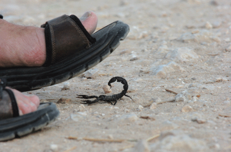 Düz duvara bile tırmanıyorlar| Akrep mevsimi geldi... Sokarsa ne yapılmalı İşte doğru bilinen yanlışlar