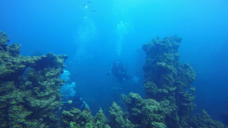 Vangölü Küçük Mercan balığının büyük hali ilk kez görüntülendi