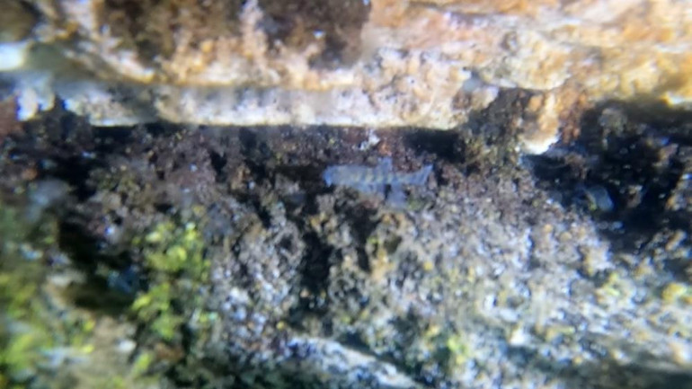 Vangölü Küçük Mercan balığının büyük hali ilk kez görüntülendi