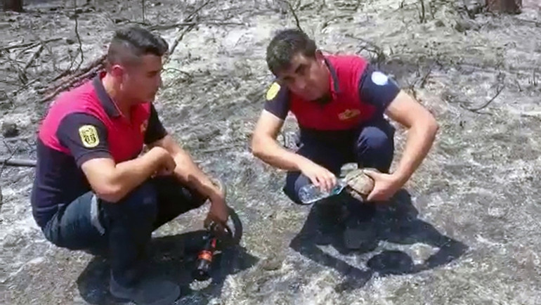 Son dakika... Marmaris yangınında 3üncü gün... Orman yangınını çıkaran zanlı tutuklandı