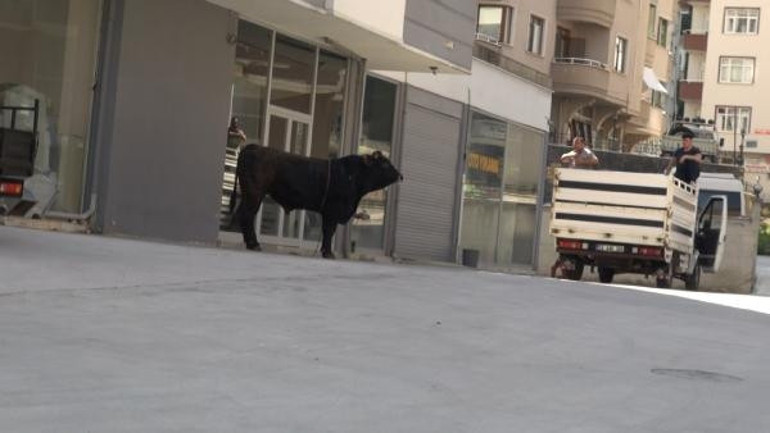 Panik anları... Kesim sırasında kaçan boğa, kalabalığın arasına koştu