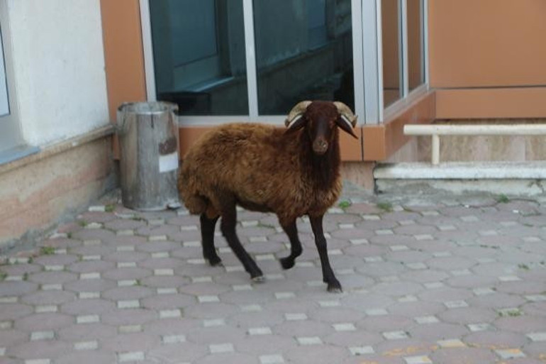 Panik anları... Kesim sırasında kaçan boğa, kalabalığın arasına koştu