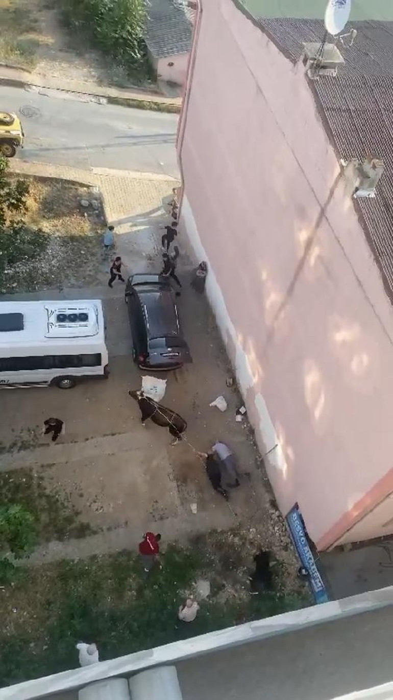 Panik anları... Kesim sırasında kaçan boğa, kalabalığın arasına koştu