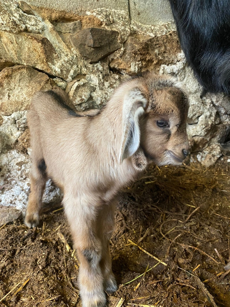 Kurbanlık aldıkları keçi doğum yapınca kesmekten vazgeçti