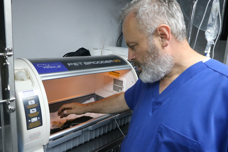 Zonguldakta su kanalına düşen yavru köpekler kurtarıldı