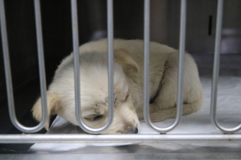 Zonguldakta su kanalına düşen yavru köpekler kurtarıldı